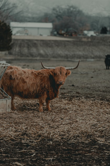 The Benefits of Angus Beef